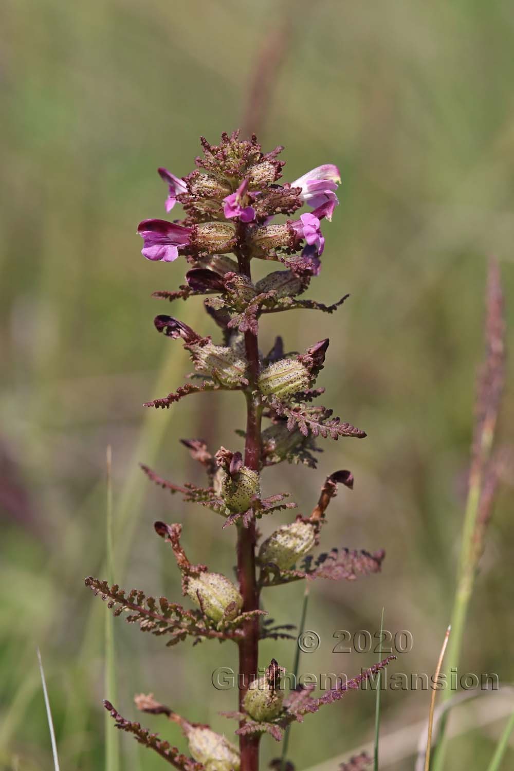 Pedicularis palustris