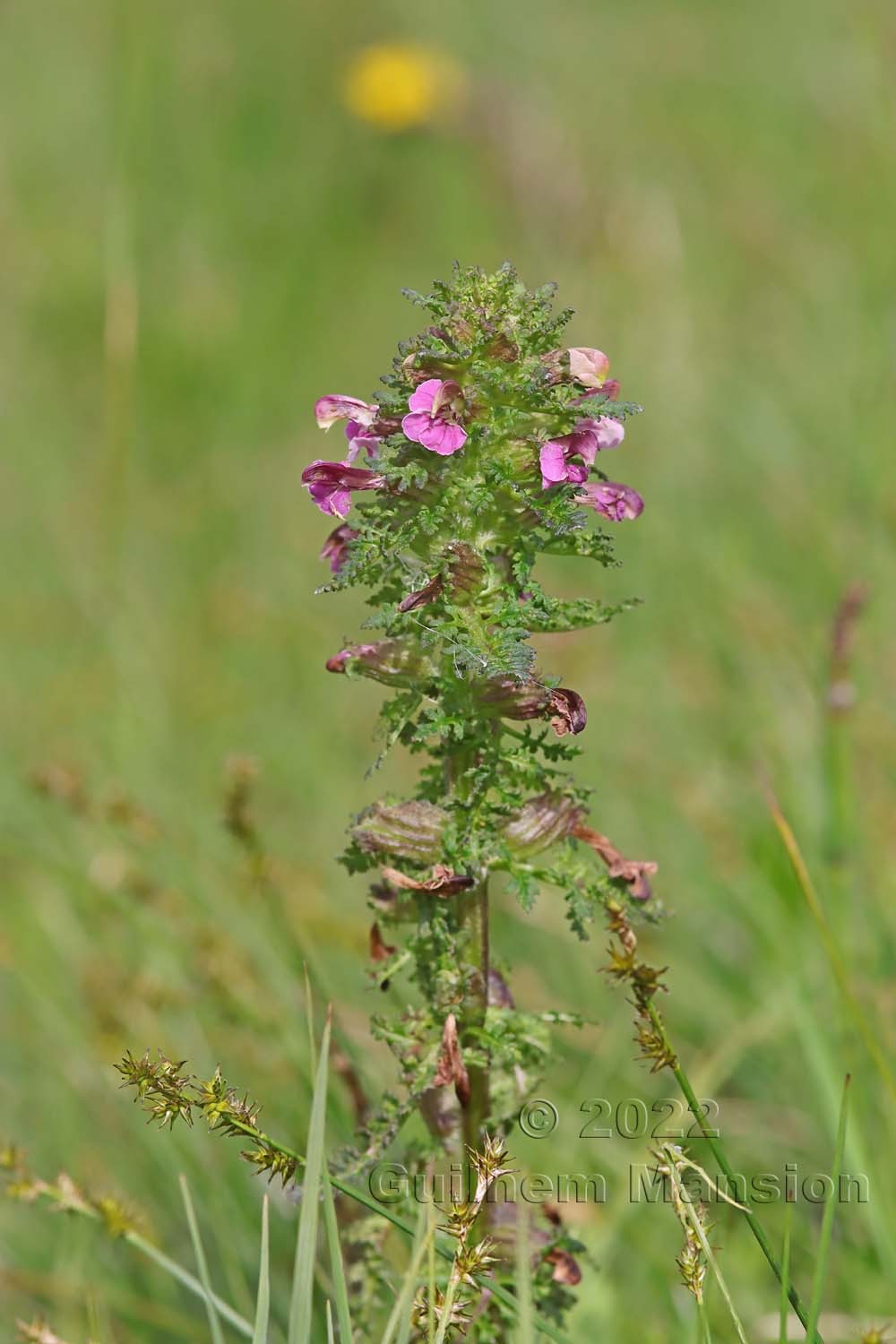 Pedicularis palustris