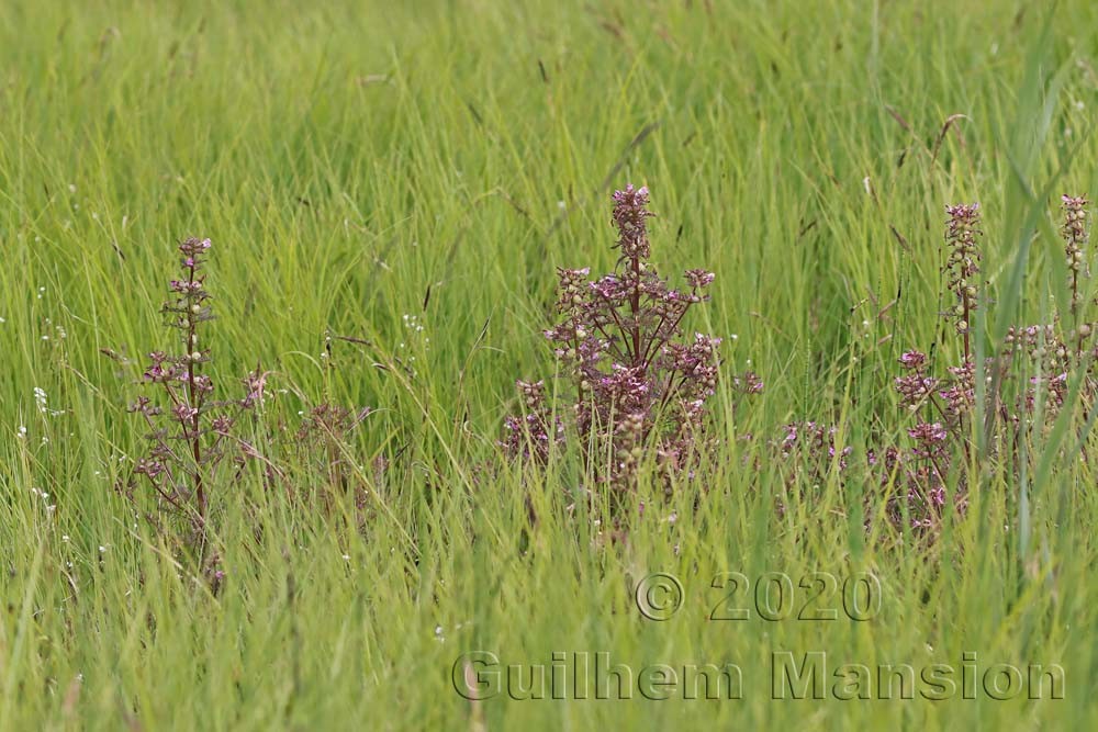 Pedicularis palustris