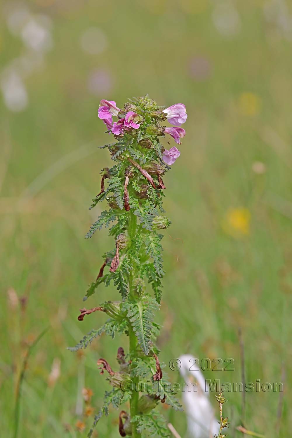 Pedicularis palustris