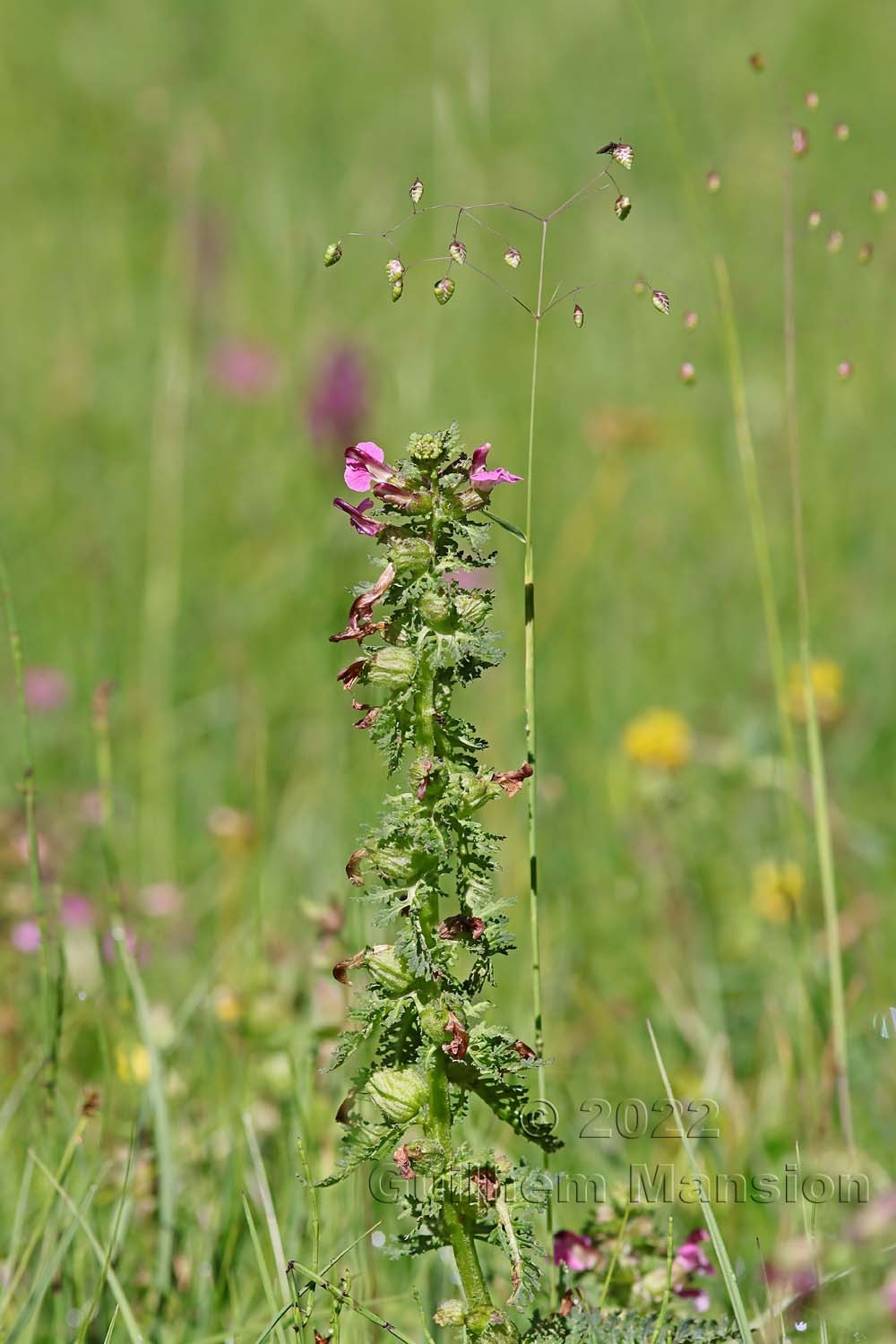 Pedicularis palustris