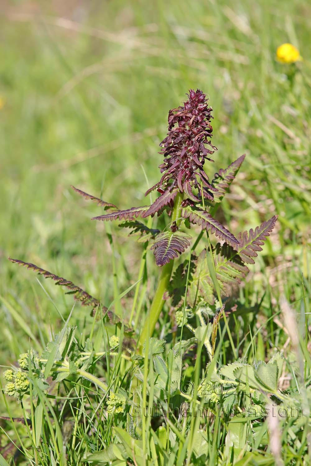 Pedicularis recutita