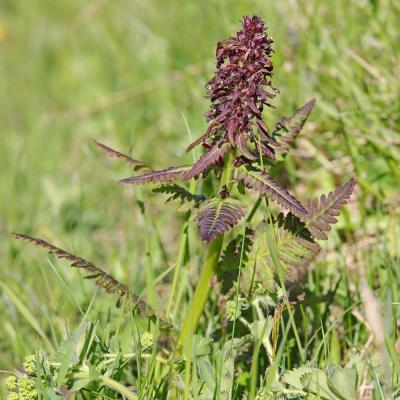 Pedicularis recutita