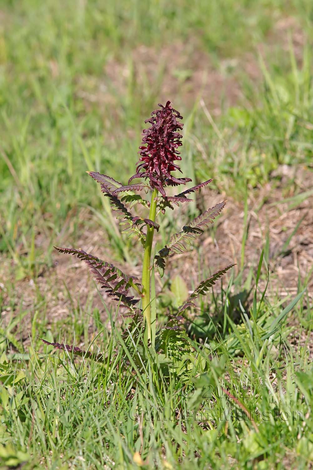 Pedicularis recutita