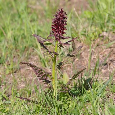 Pedicularis recutita