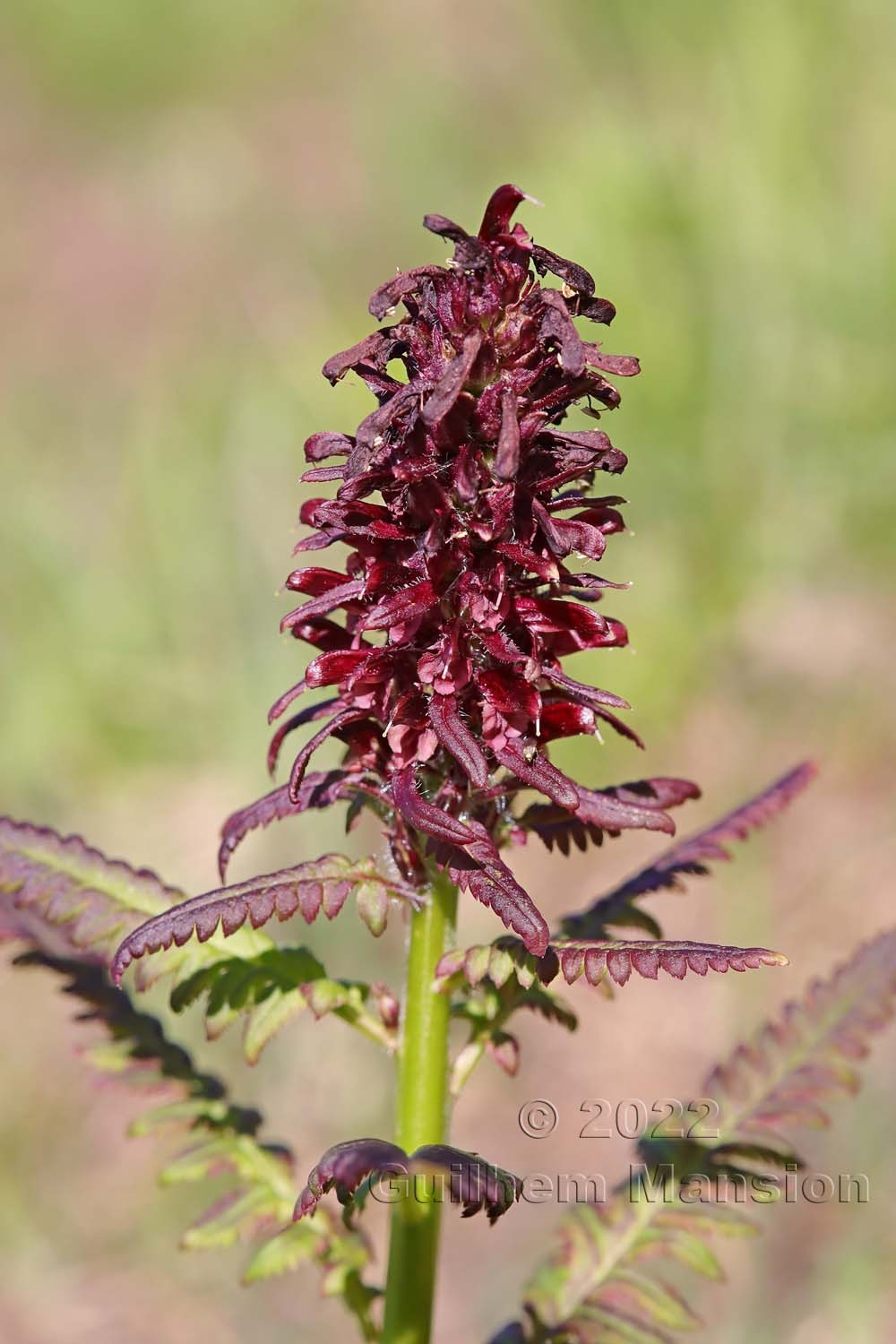 Pedicularis recutita