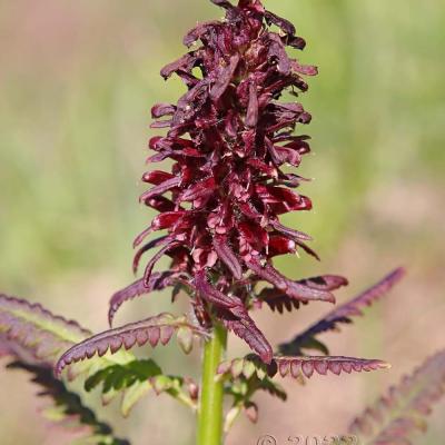Pedicularis recutita