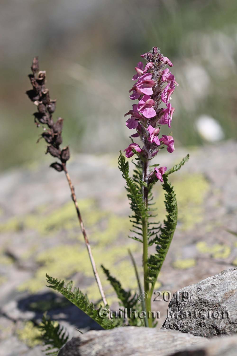 Pedicularis rostrato-spicata