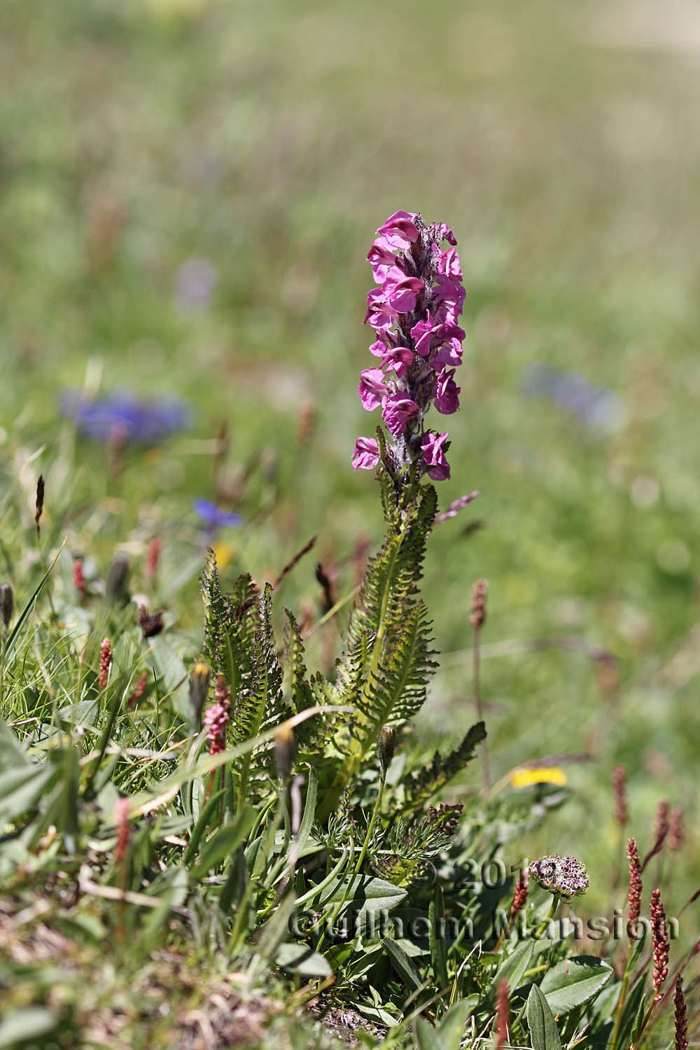 Pedicularis rostrato-spicata