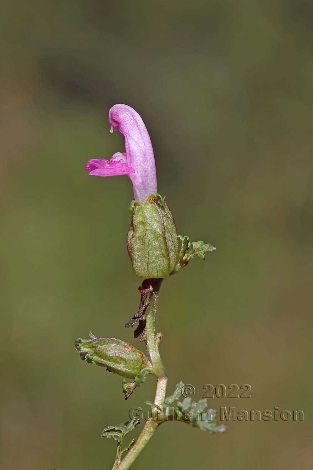 Pedicularis sylvatica