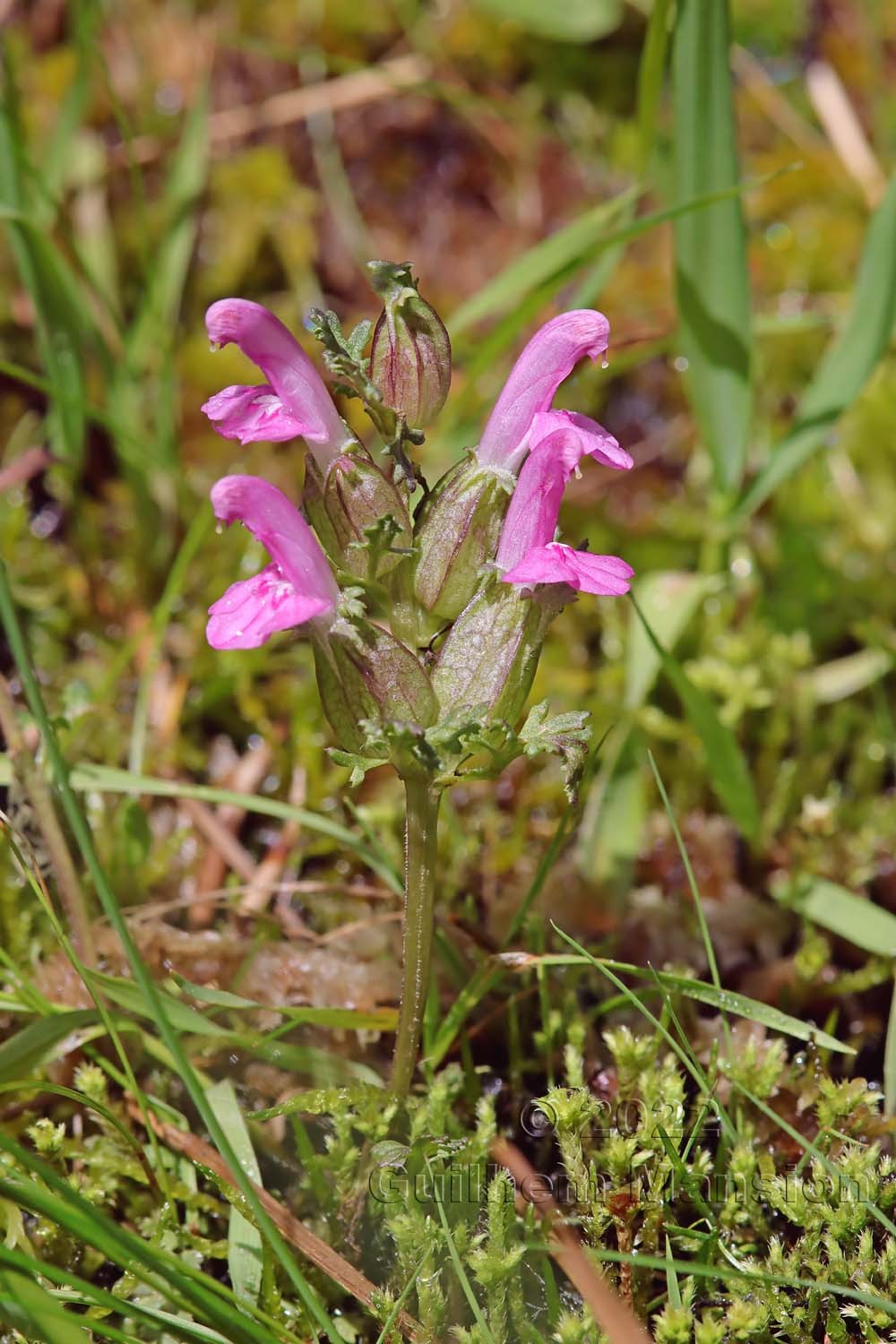 Pedicularis sylvatica