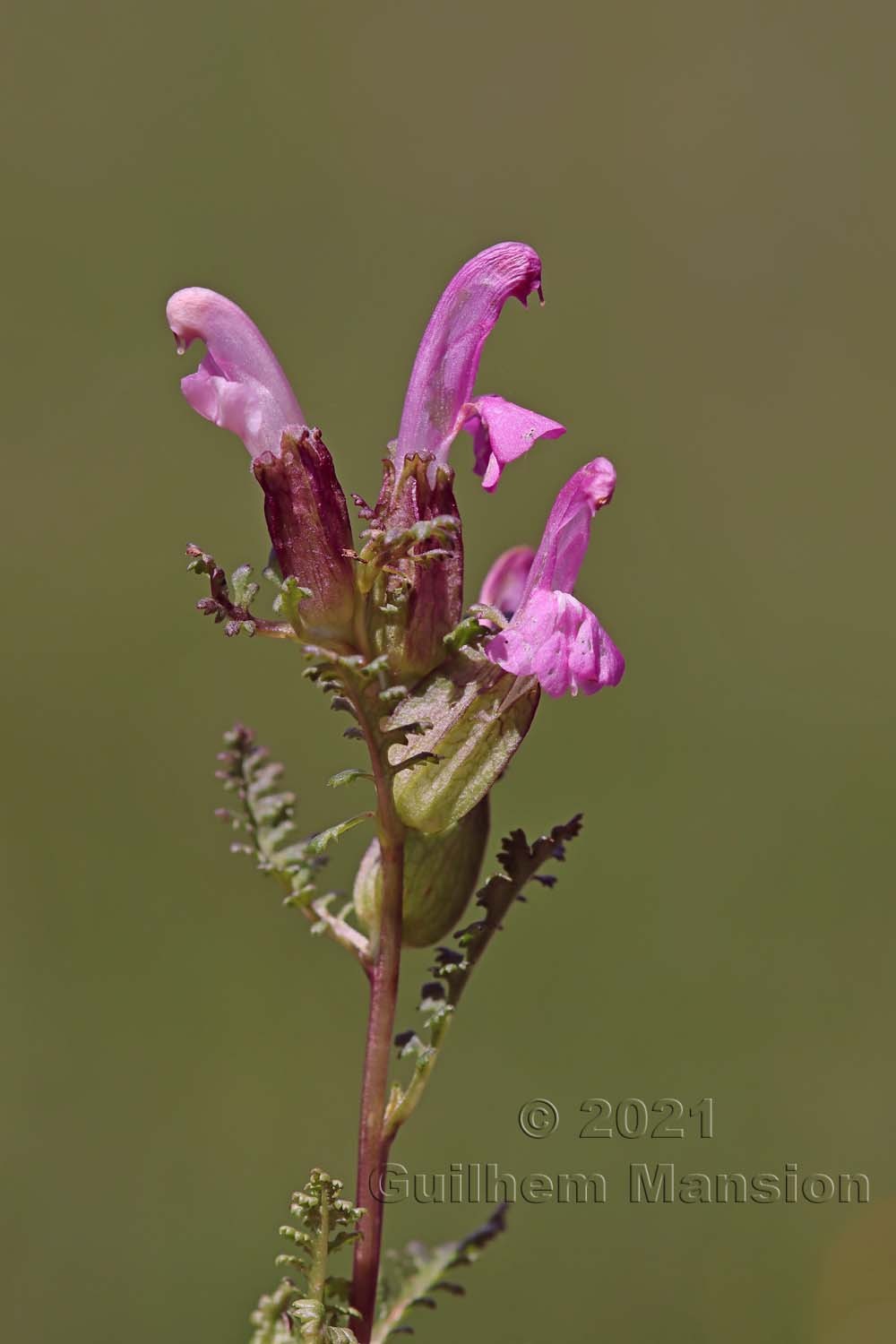 Pedicularis sylvatica