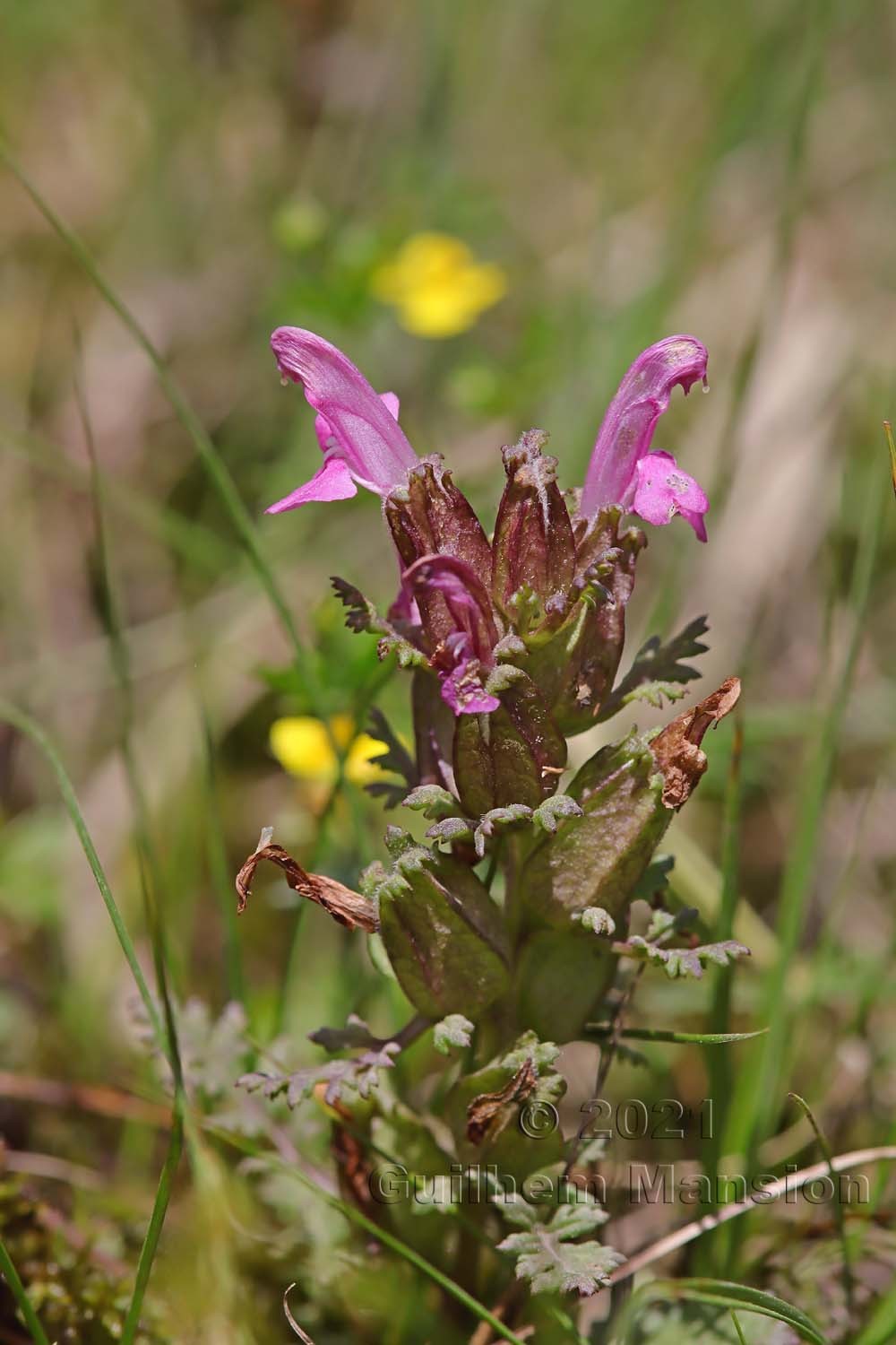 Pedicularis sylvatica