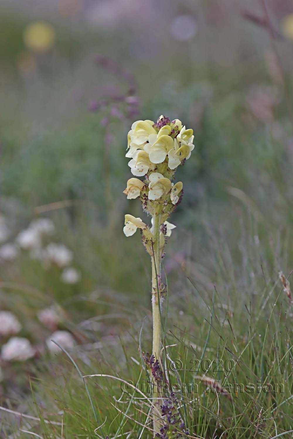 Pedicularis tuberosa