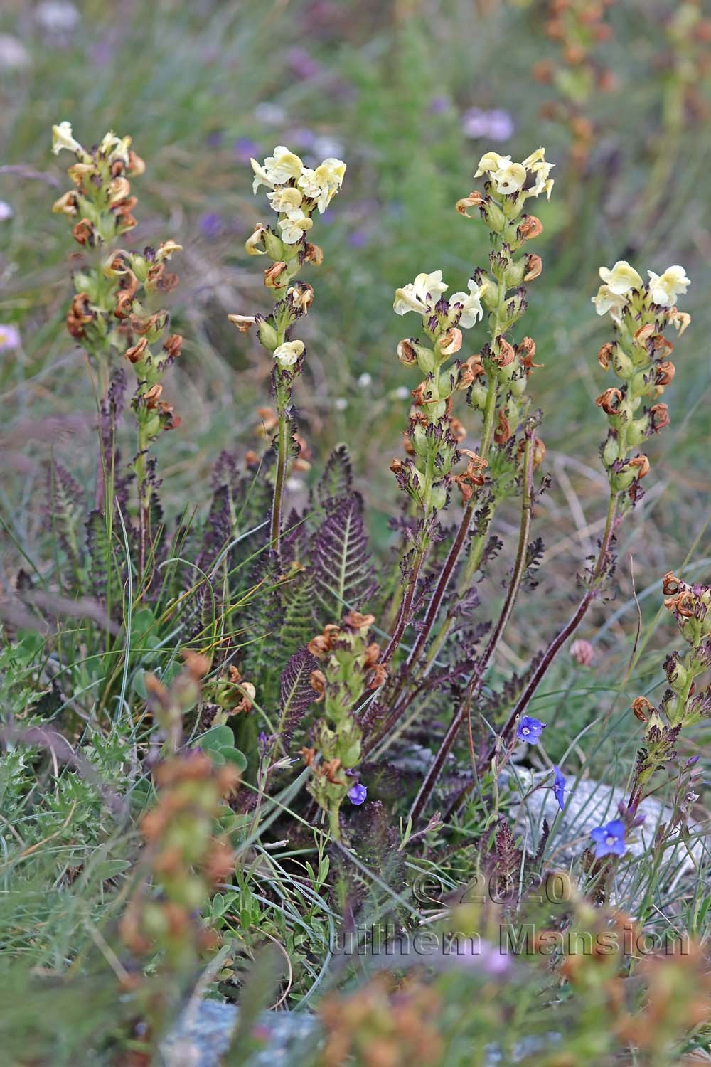 Pedicularis tuberosa