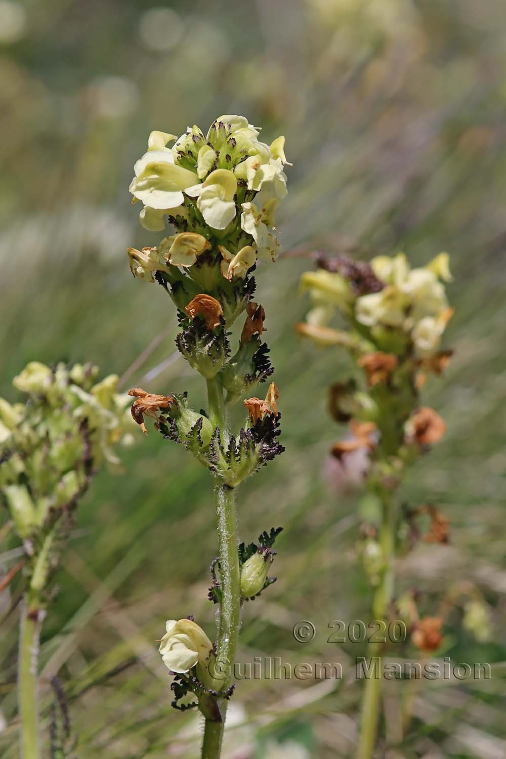 Pedicularis tuberosa