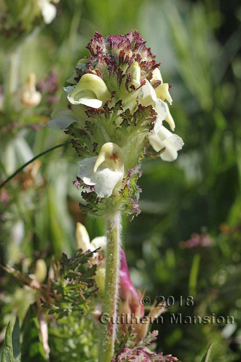 Pedicularis tuberosa