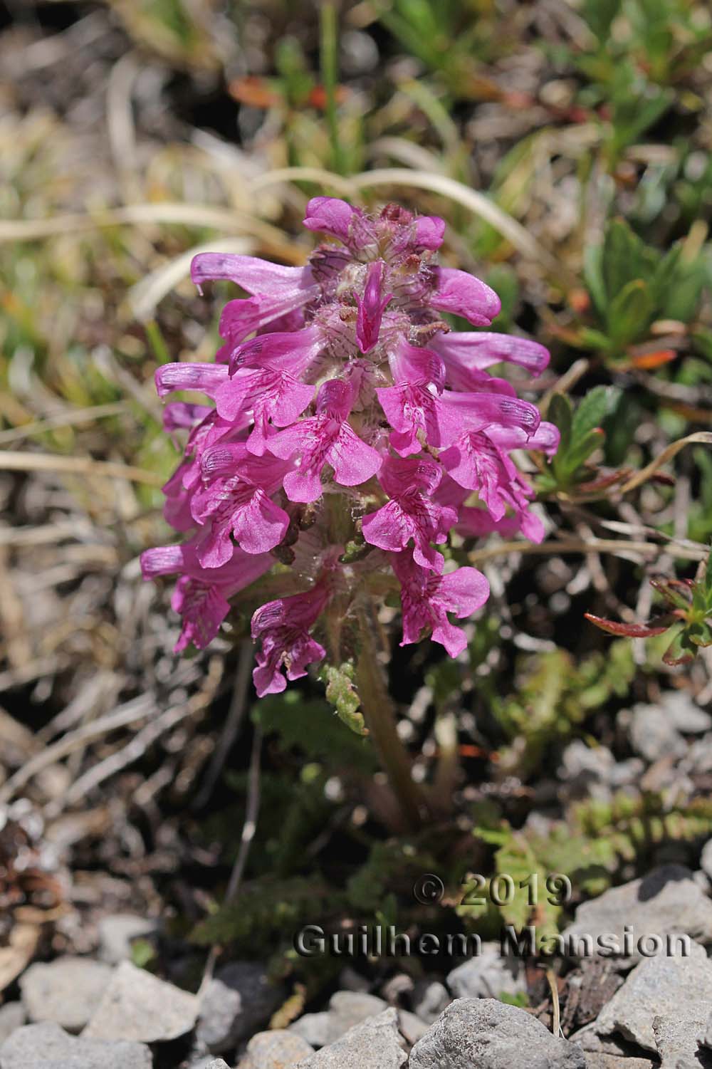 Pedicularis verticillata