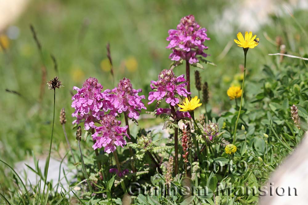 Pedicularis verticillata