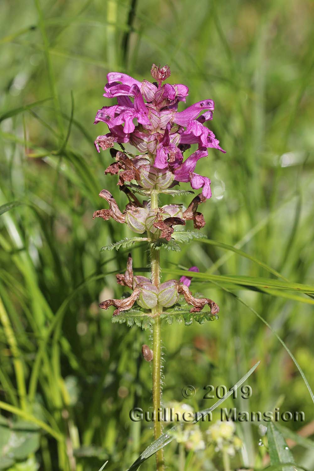 Pedicularis verticillata