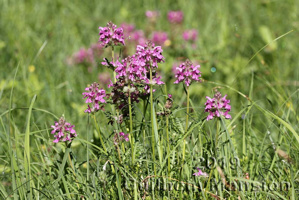 Pedicularis verticillata