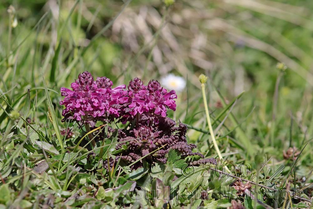 Pedicularis verticillata