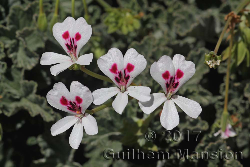 Pelargonium echinatum