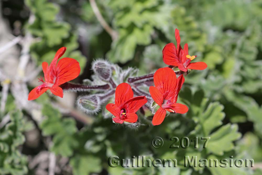 Pelargonium fulgidum