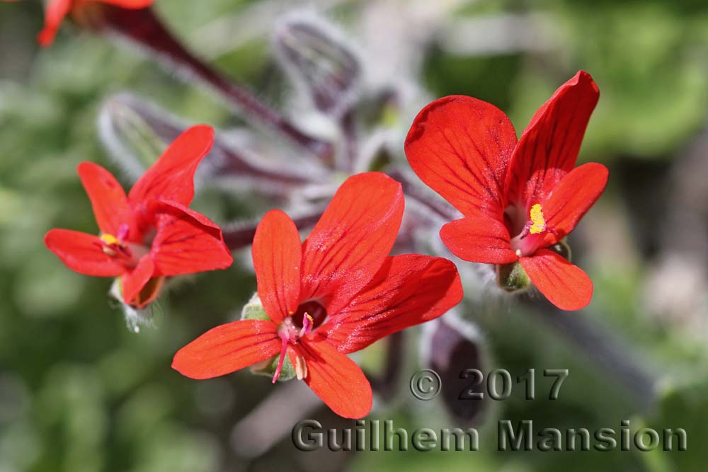 Pelargonium fulgidum