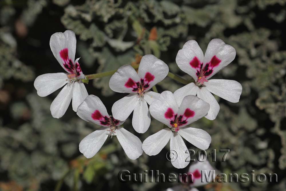 Pelargonium echinatum