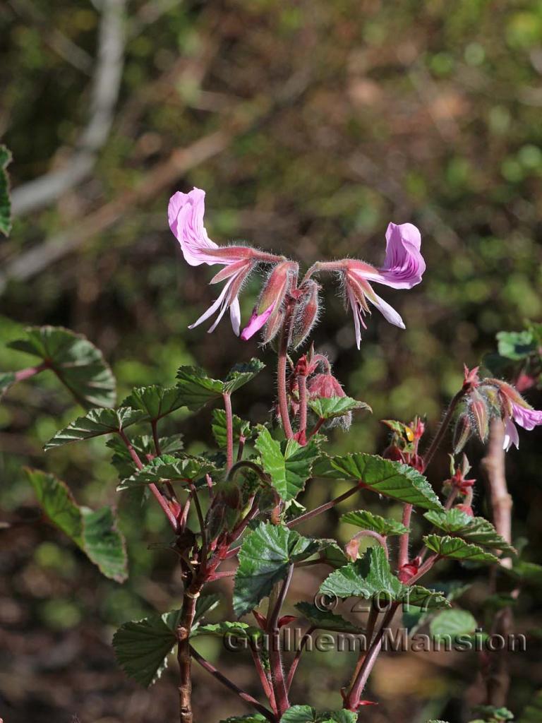 Pelargonium cordifolium