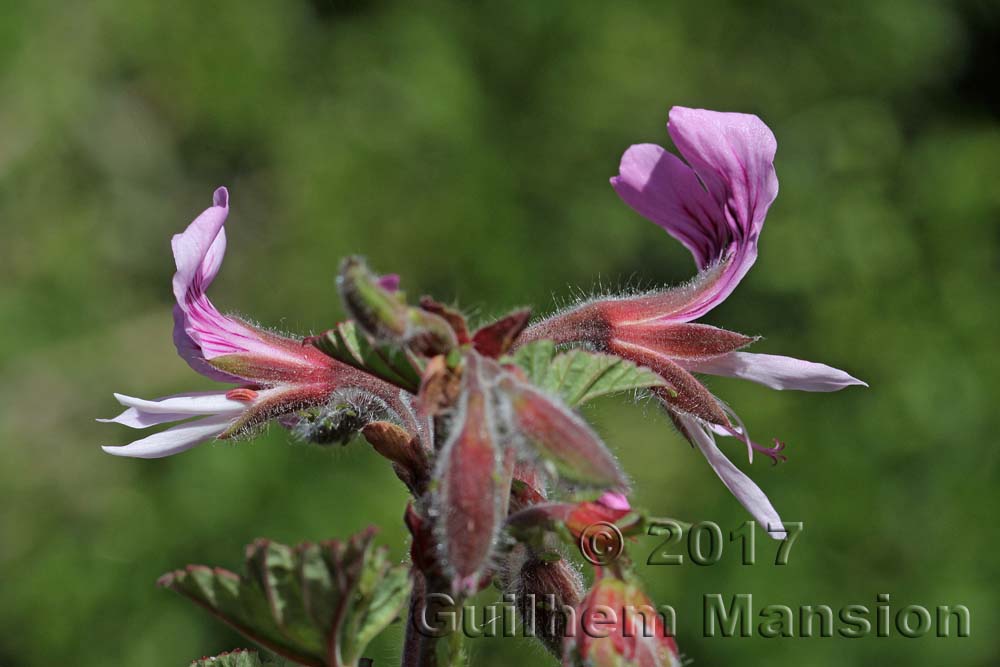 Pelargonium cordifolium