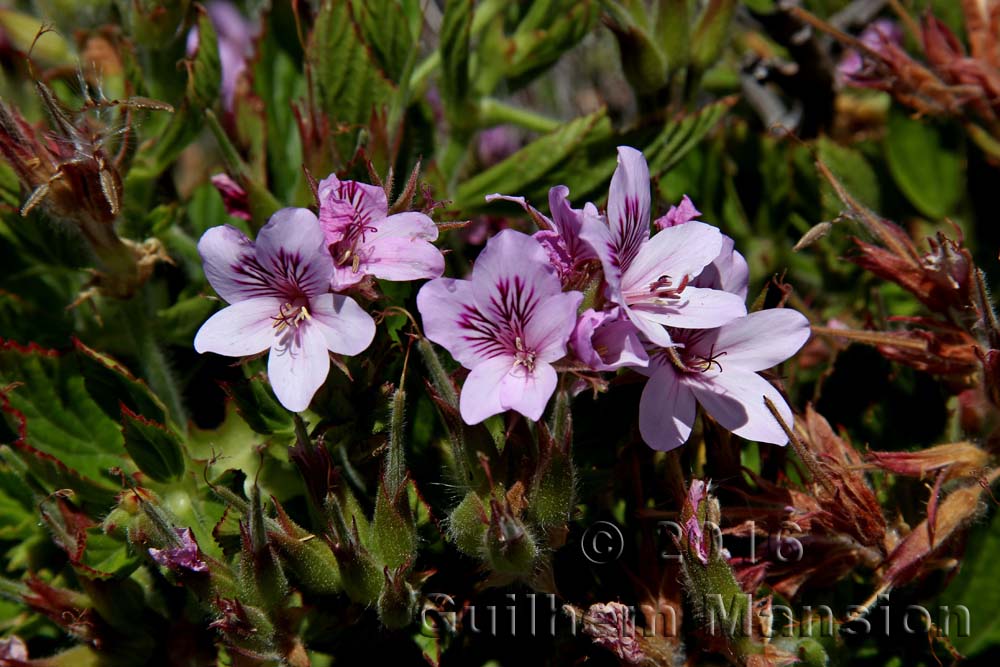 Pelargonium cucculatum