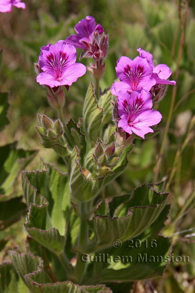 Pelargonium cucculatum