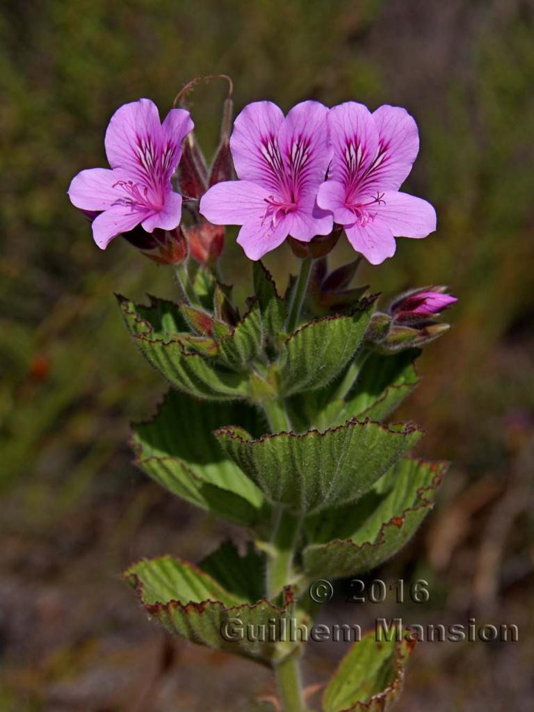 Pelargonium cucculatum