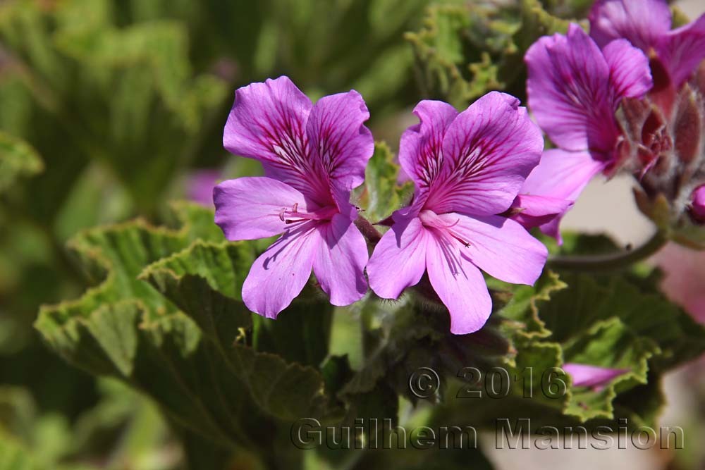 Pelargonium cucculatum