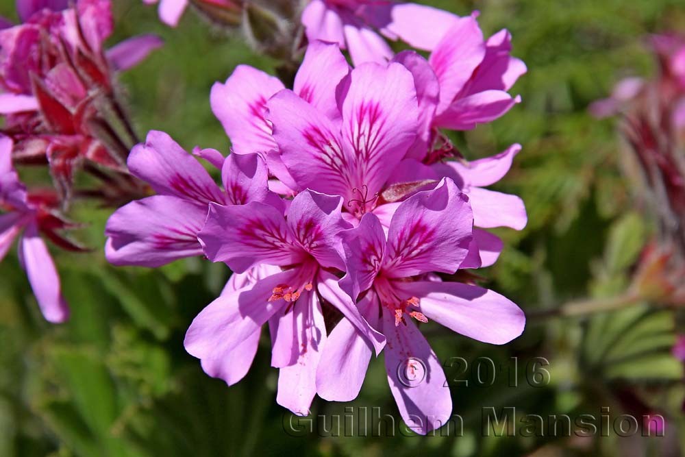 Pelargonium cucculatum