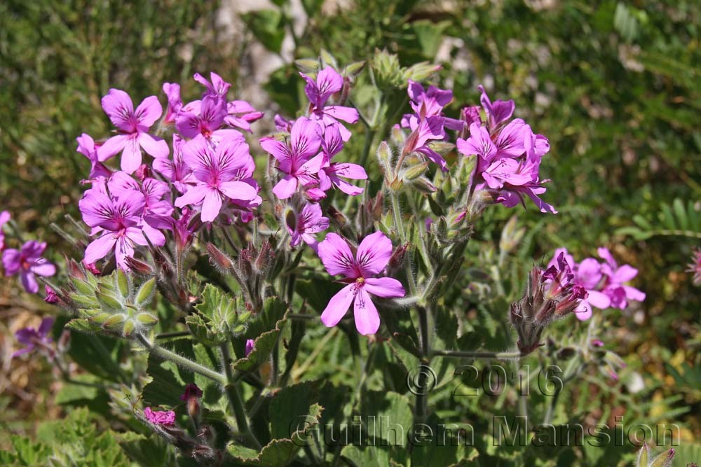 Pelargonium cucculatum