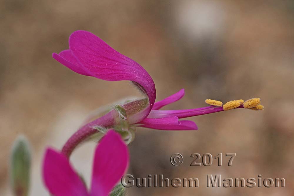 Pelargonium incrassatum