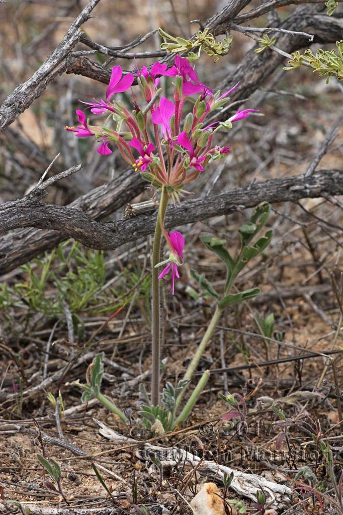 Pelargonium incrassatum