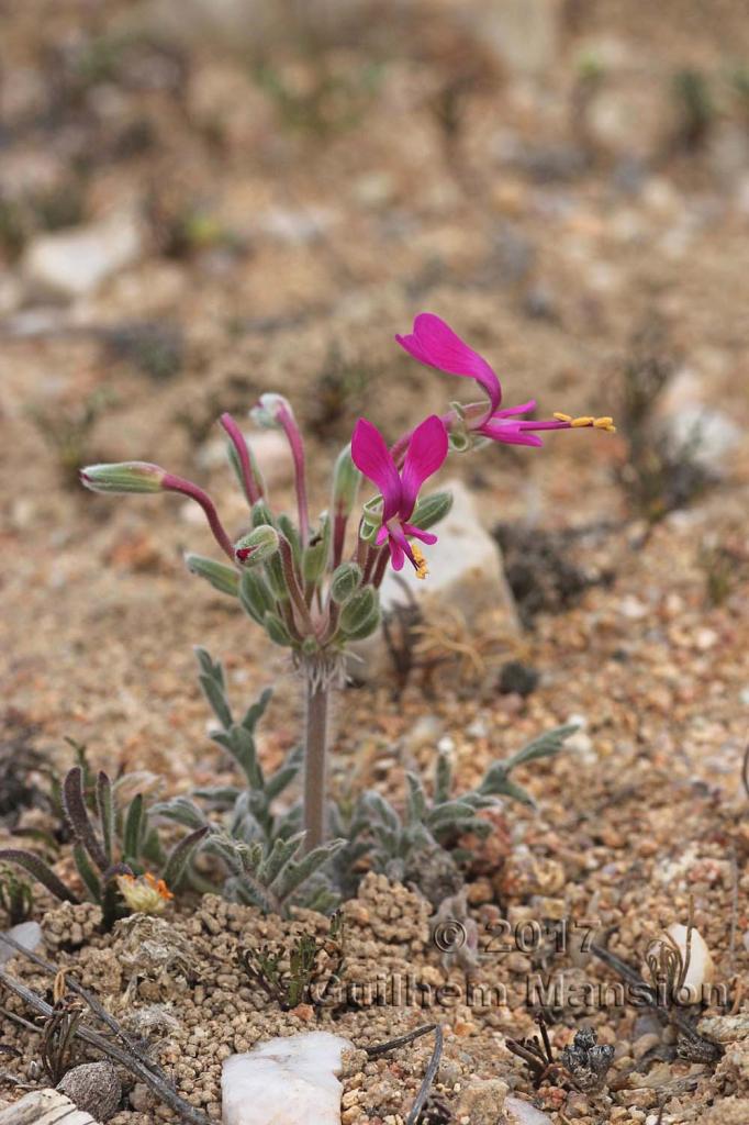 Pelargonium incrassatum