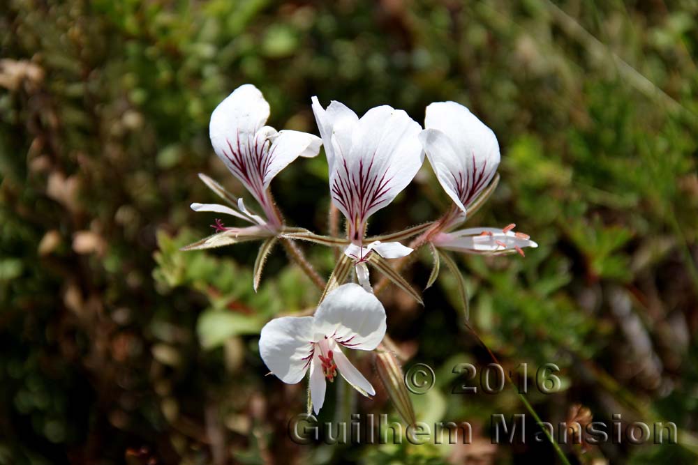 Pelargonium sp.