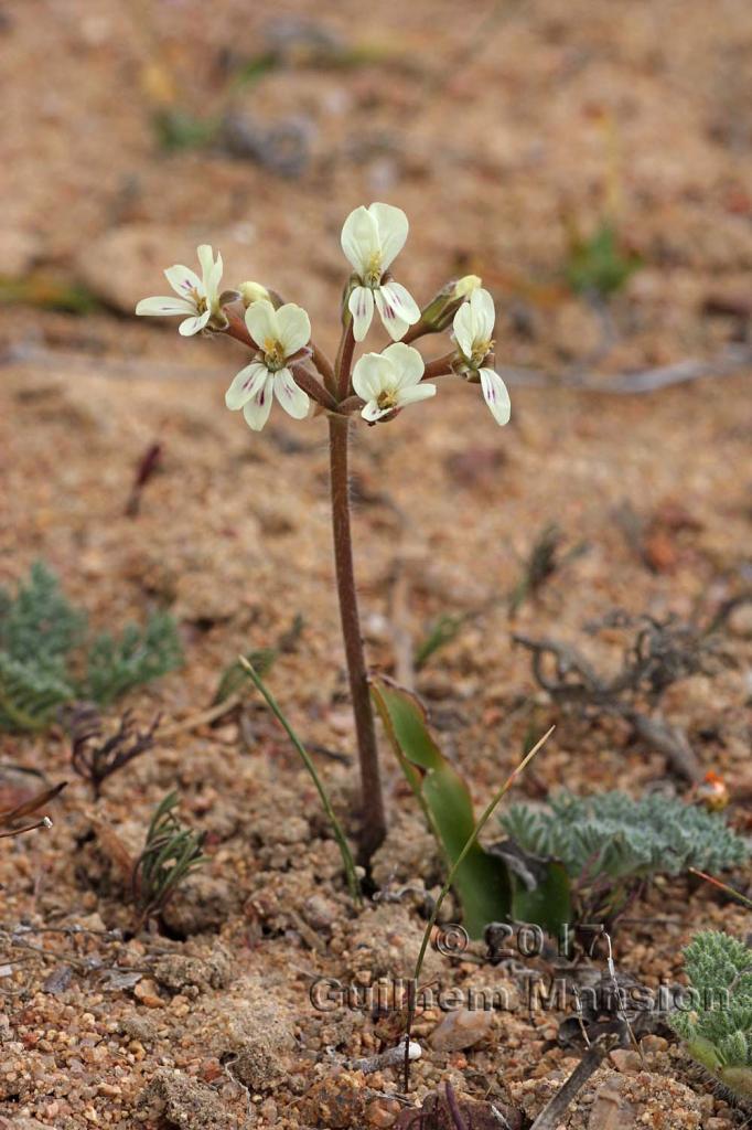 Pelargonium triste