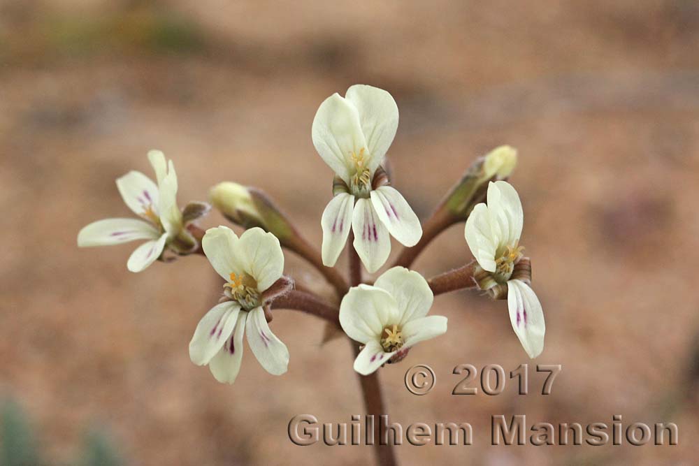 Pelargonium triste