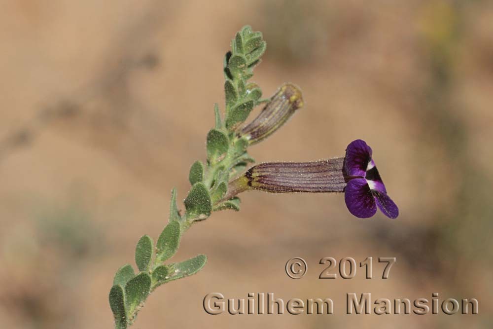 Famille - Scrophulariaceae