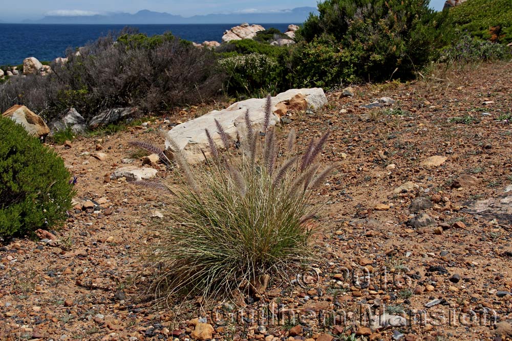 Pennisetum setaceum