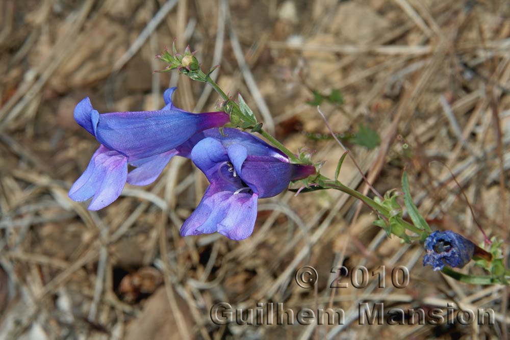 Penstemon sp.