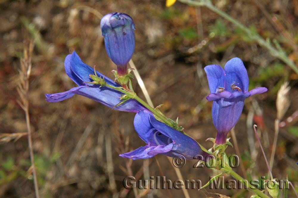 Penstemon sp.