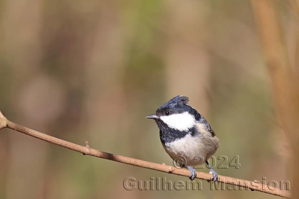 Periparus ater - Mésange noire