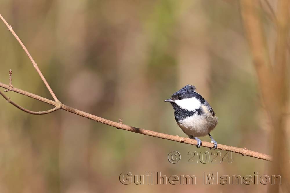 Periparus ater